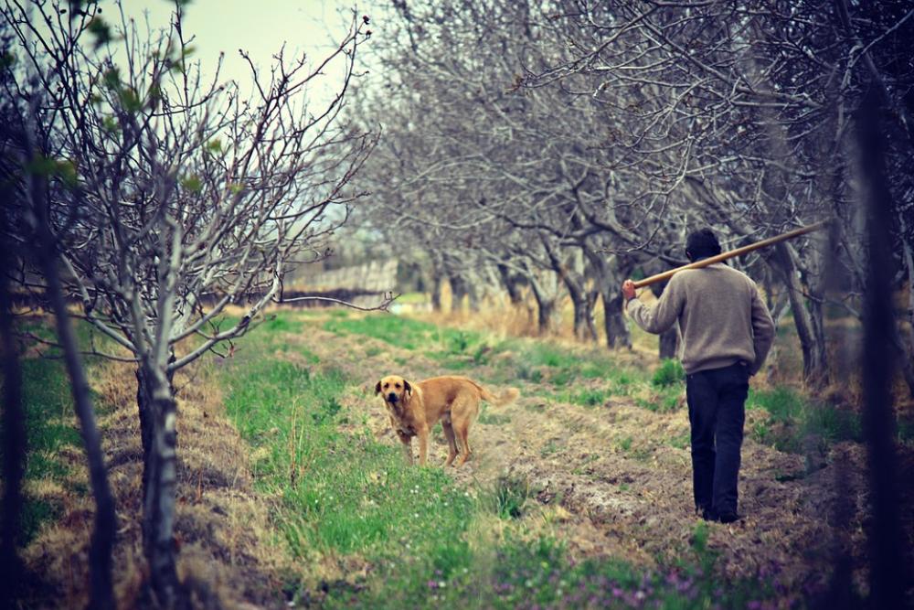 Field Agriculture Nature Man Worker Fields Dog Field Agriculture Nature Man Worker Fields Dog