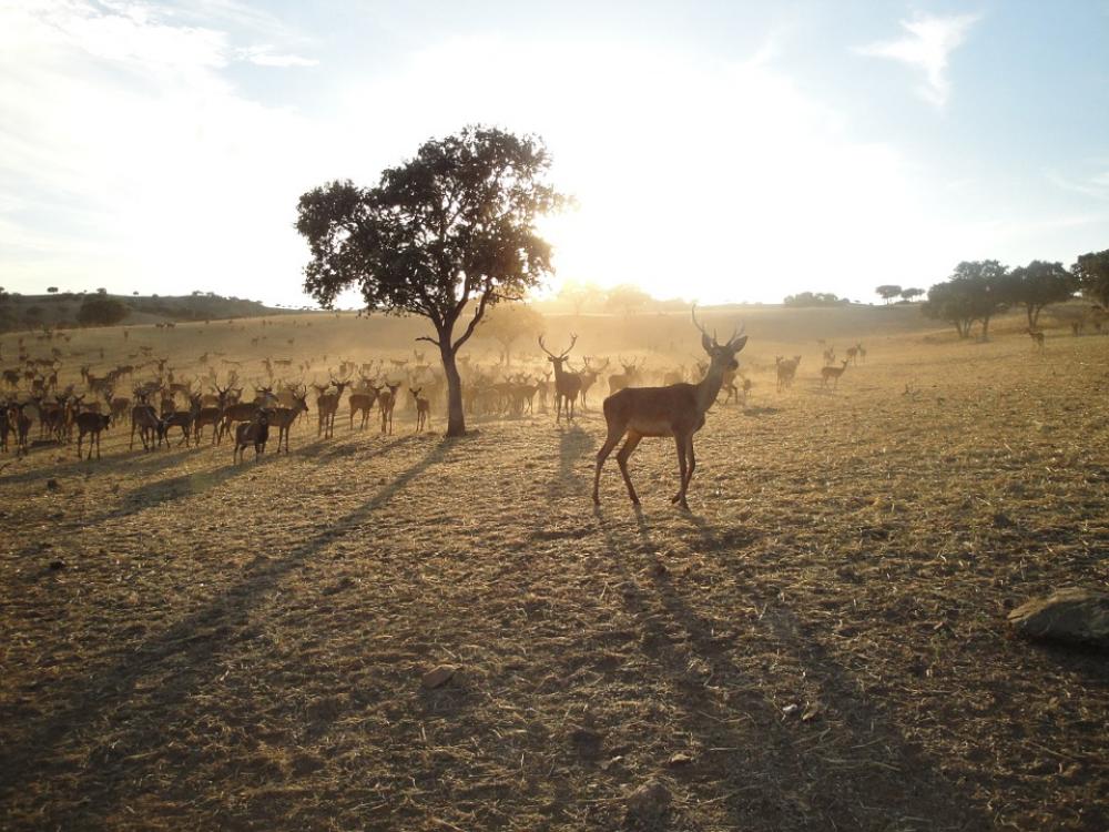 Field Hunting Animals Field Hunting Animals