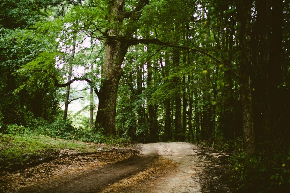 Field Path Path Way Forest Nature Trees Branches Field Path Path Way Forest Nature Trees Branches
