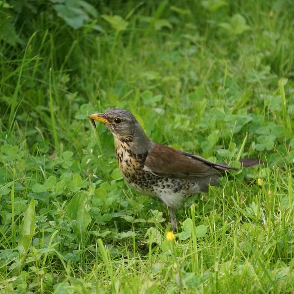Fieldfare Construction Turdus Pilaris Thrush Bird Fieldfare Construction Turdus Pilaris Thrush Bird
