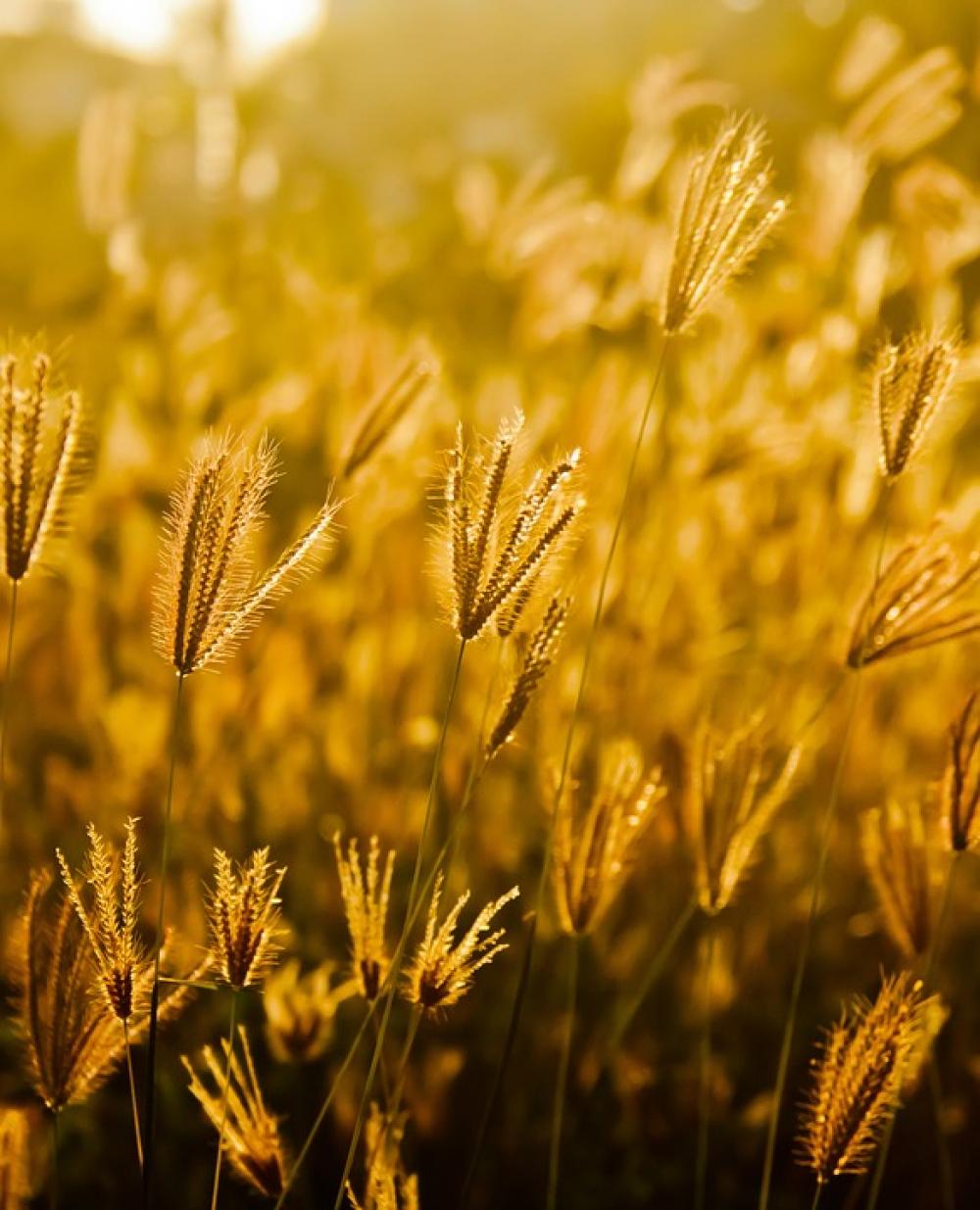 Fields Grass Golden Sunset Fields Grass Golden Sunset