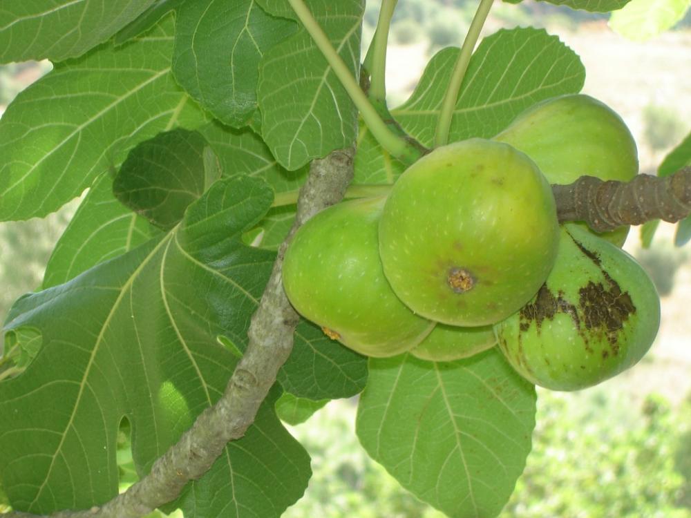 Fig Ouazzane Karmos Fig Ouazzane Karmos