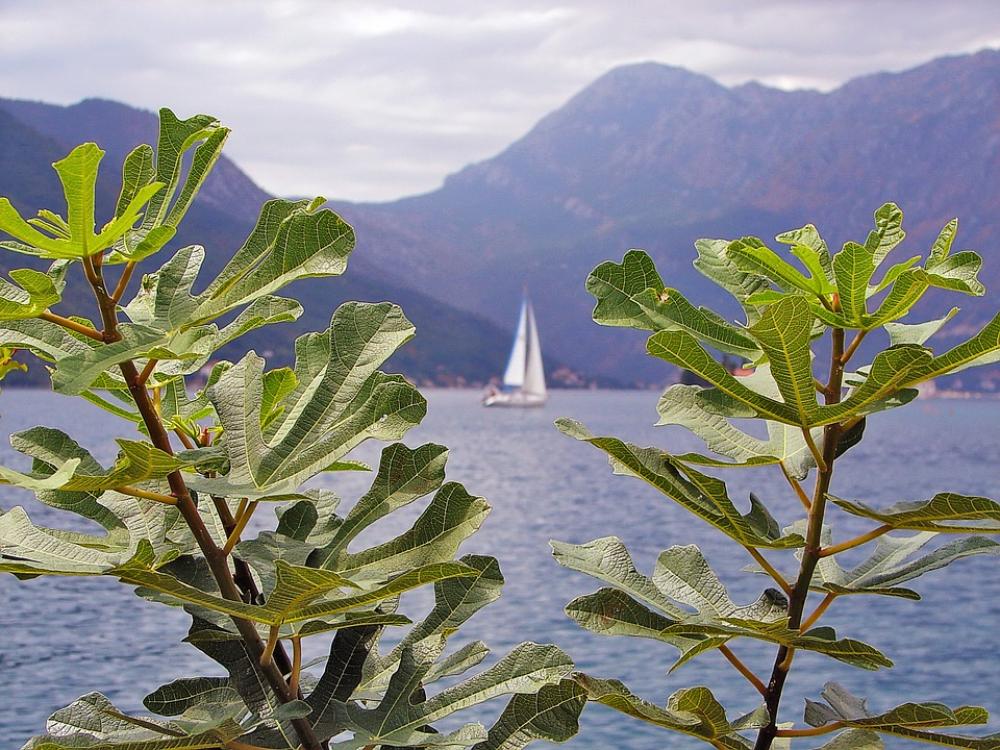 Fig Sea Macro Plant Hills Leaves Branch Nature Fig Sea Macro Plant Hills Leaves Branch Nature