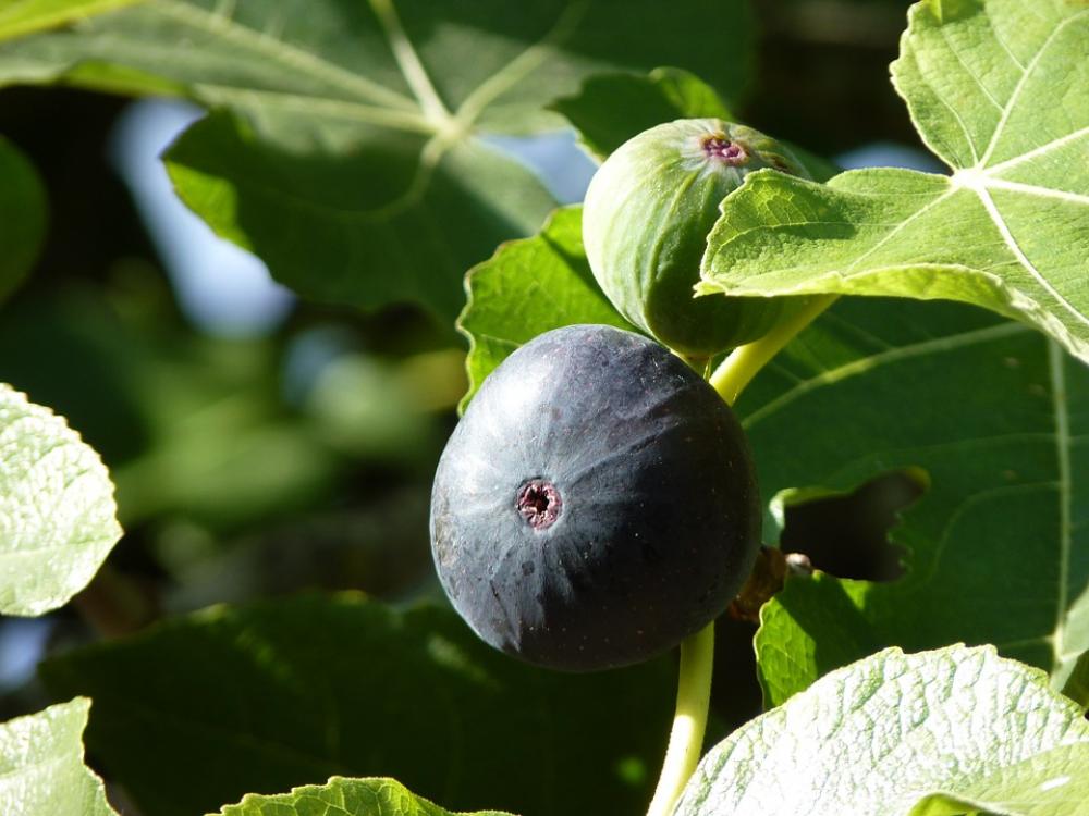 Fig Close Up Fruit Plant Ripe Fig Close Up Fruit Plant Ripe