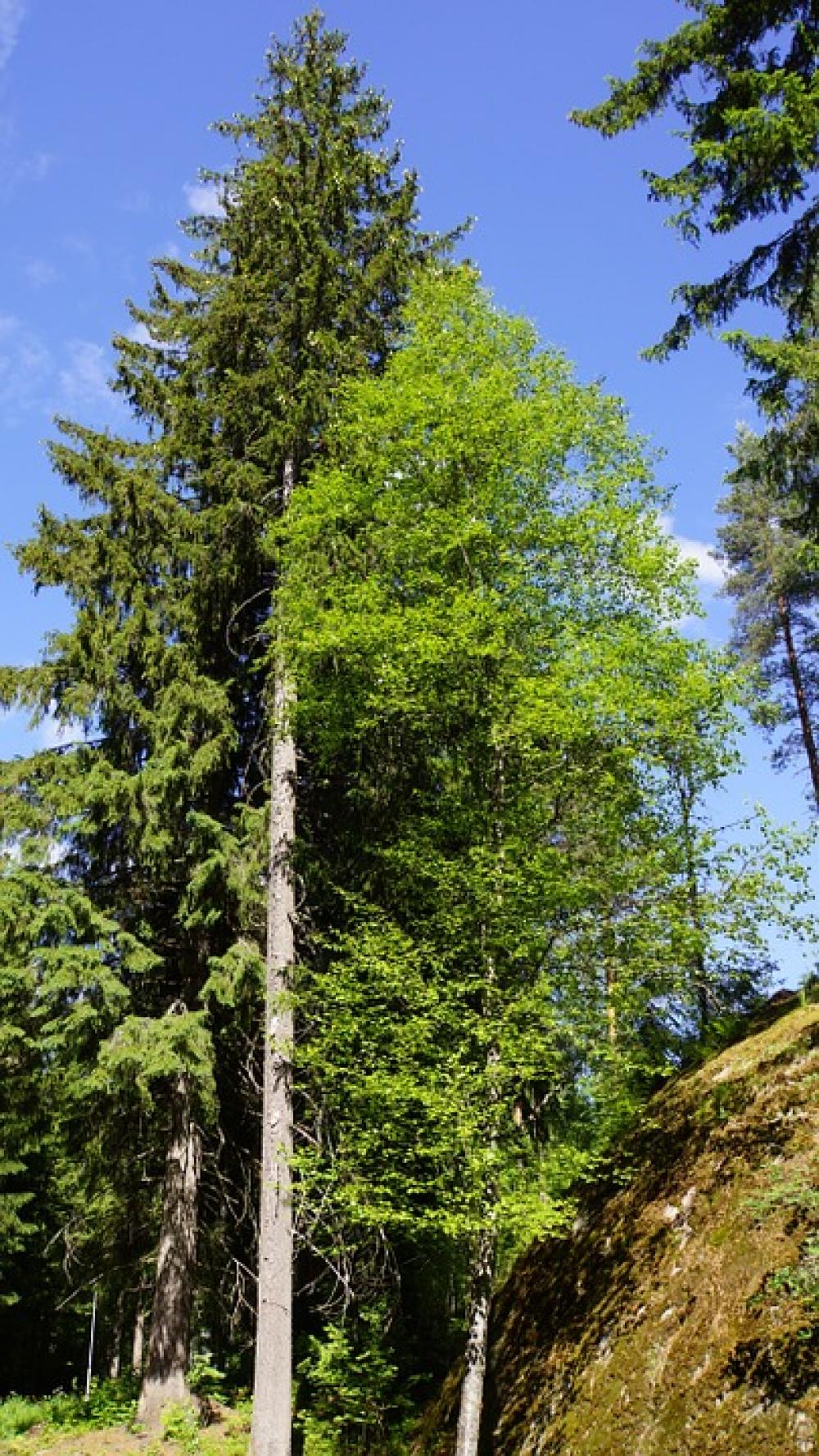 Finnish Summer Forest Conifer Deciduous Tree Six Finnish Summer Forest Conifer Deciduous Tree Six