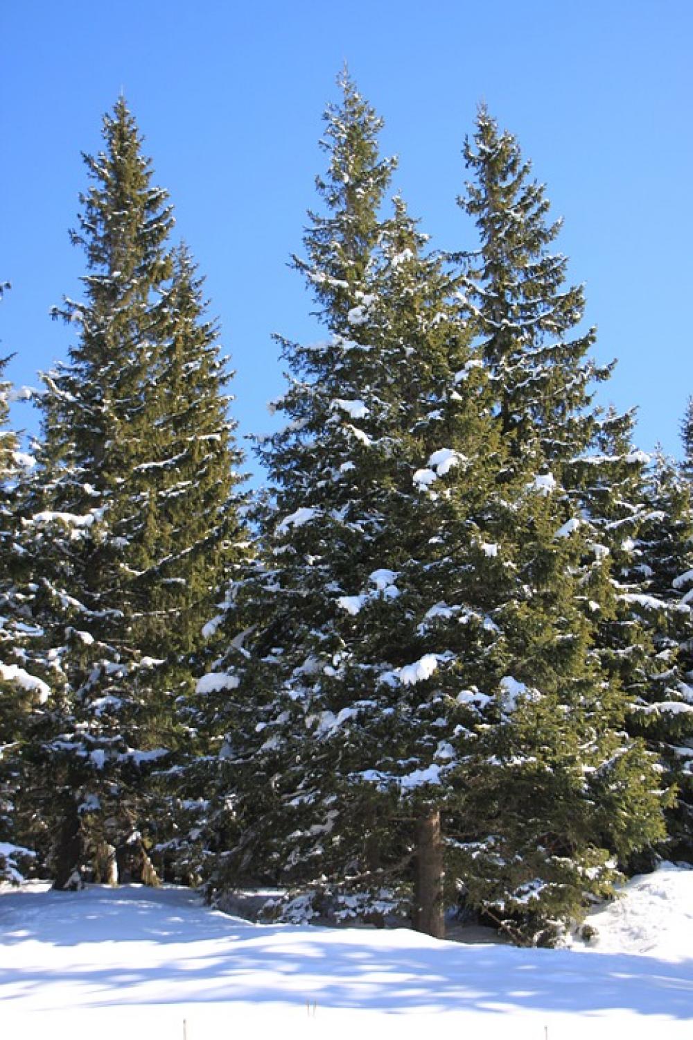 Fir Mountain Pine Snowy Sunny Trees Winter Fir Mountain Pine Snowy Sunny Trees Winter