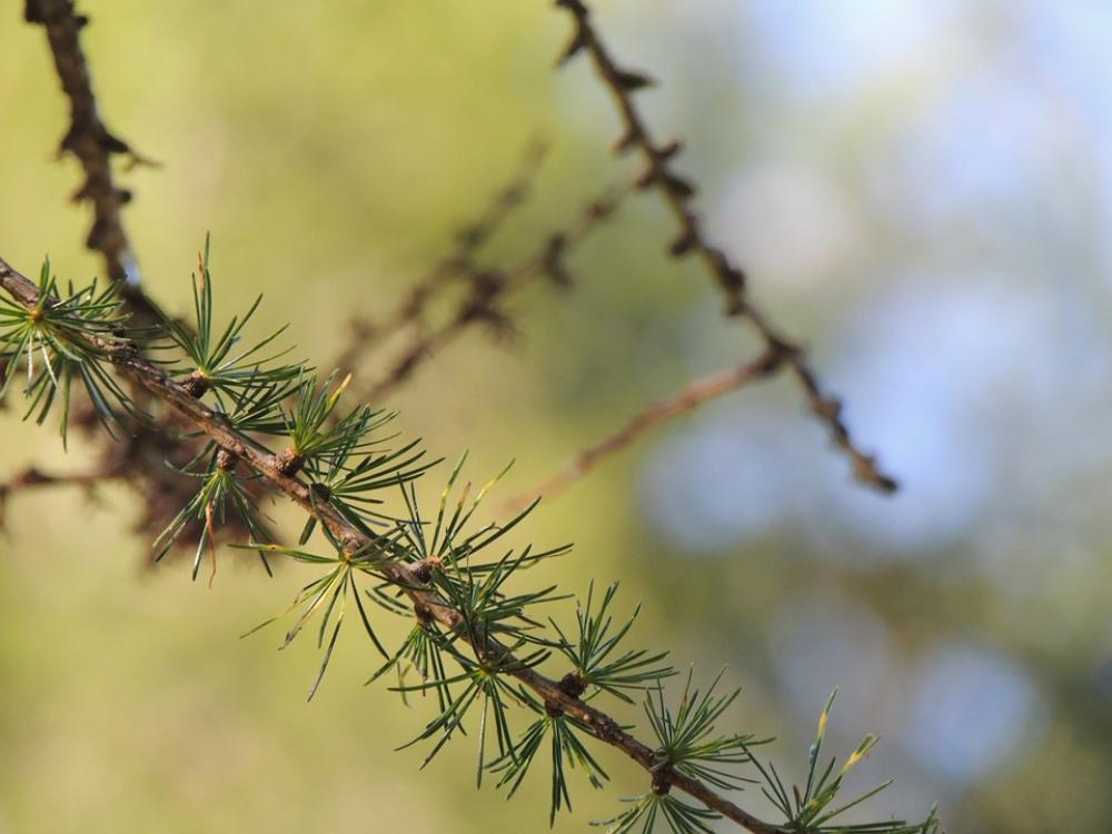 Fir Tree Needles Branch Pine Needles Tannenzweig Fir Tree Needles Branch Pine Needles Tannenzweig