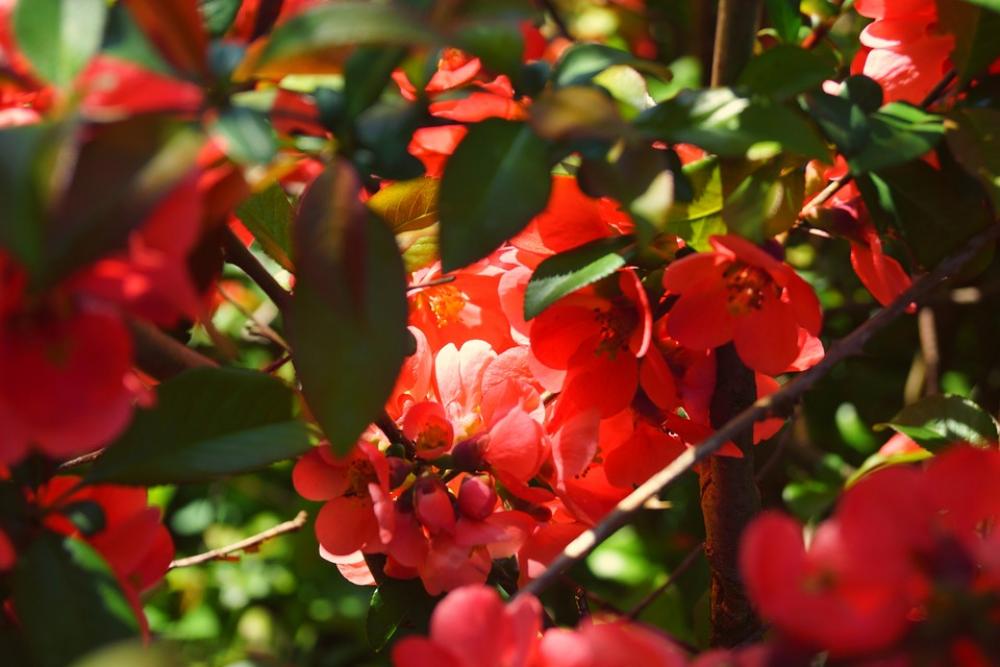 Fire Bush Spring Blossom Bloom Flowers Close Up Fire Bush Spring Blossom Bloom Flowers Close Up