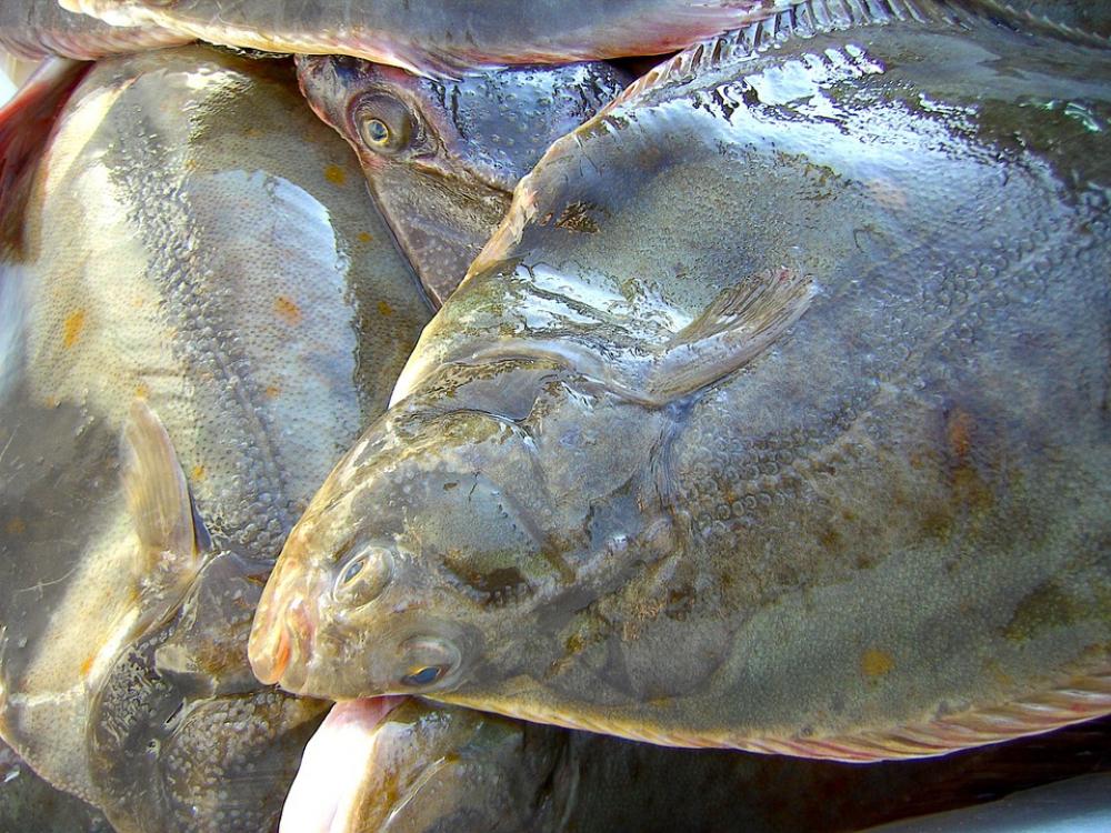 Fish Plaice Eat Water Fish Plaice Eat Water