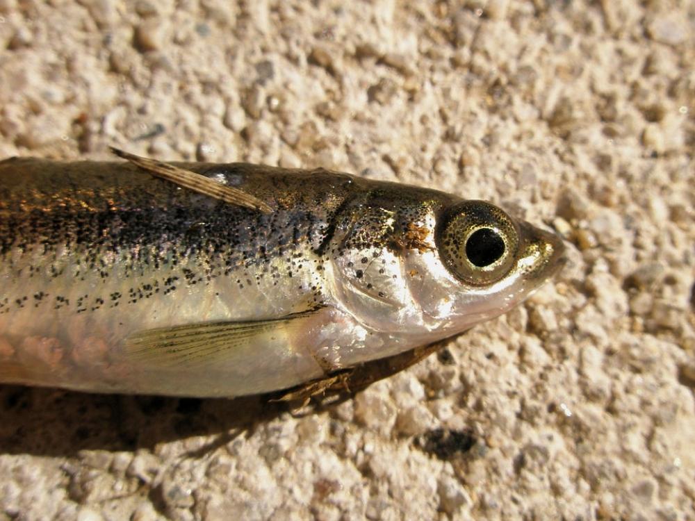 Fish Fish