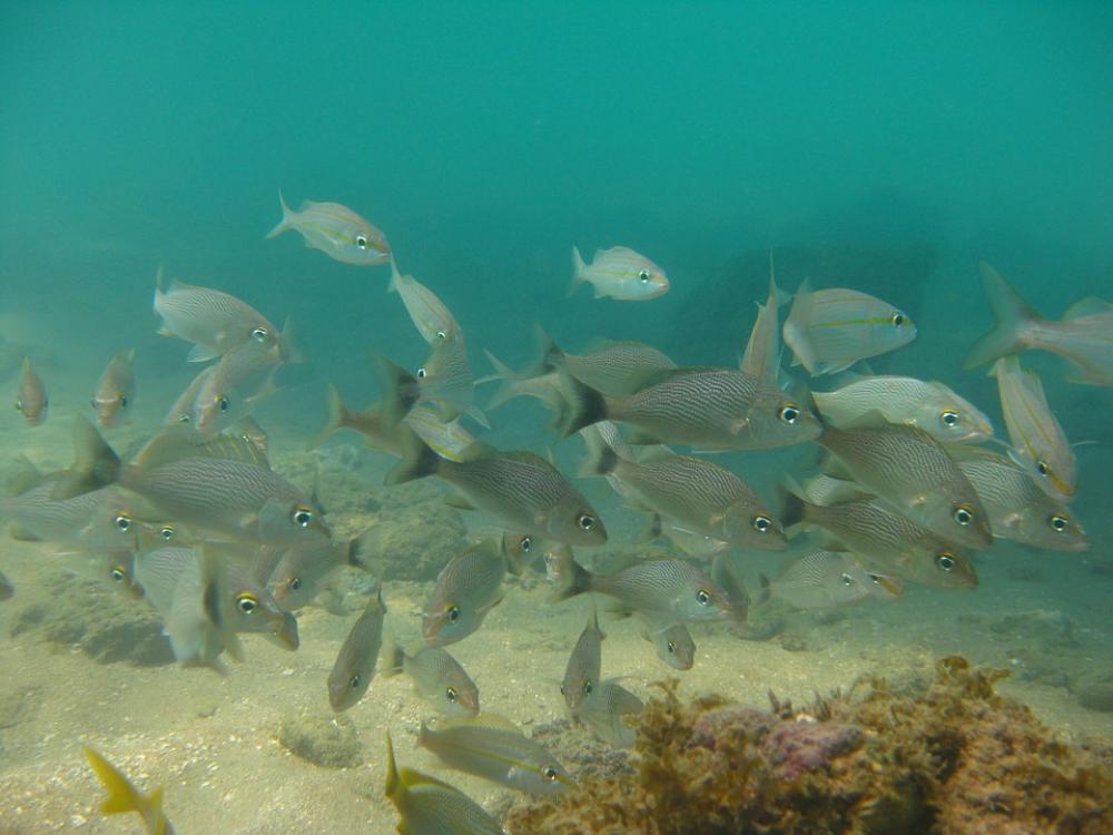 Fish Fishing Ocean Mar Water Nature Fish Fishing Ocean Mar Water Nature