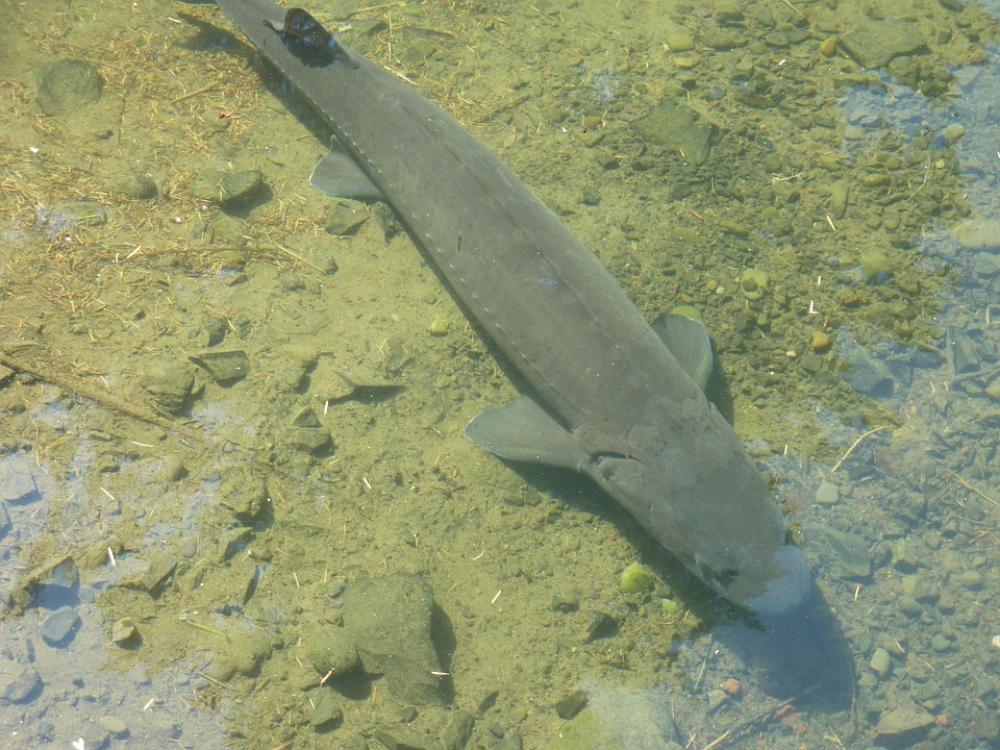 Fish Sturgeon Large Big Wildlife Nature Close-Up Fish Sturgeon Large Big Wildlife Nature Close-Up