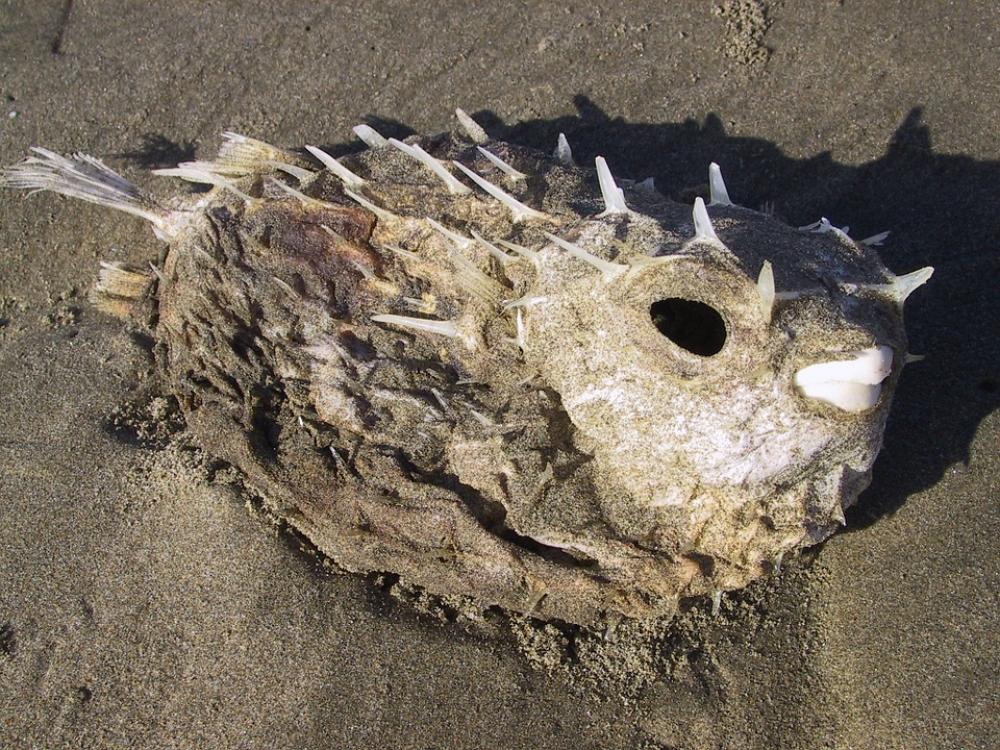 Fish Sand Beach Vacations Sea Dead Scale Fish Sand Beach Vacations Sea Dead Scale