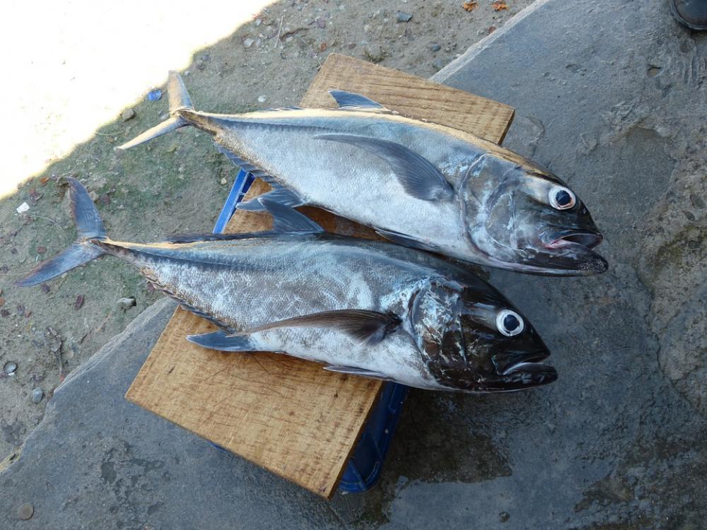 Fish Fisherman Fishing Catch Fish Ocean Market Fish Fisherman Fishing Catch Fish Ocean Market