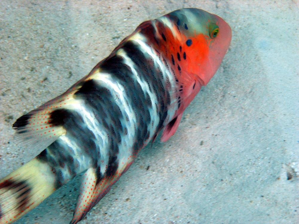 Fish Tropical Diving Ocean Sea Bottom Sand Fish Tropical Diving Ocean Sea Bottom Sand