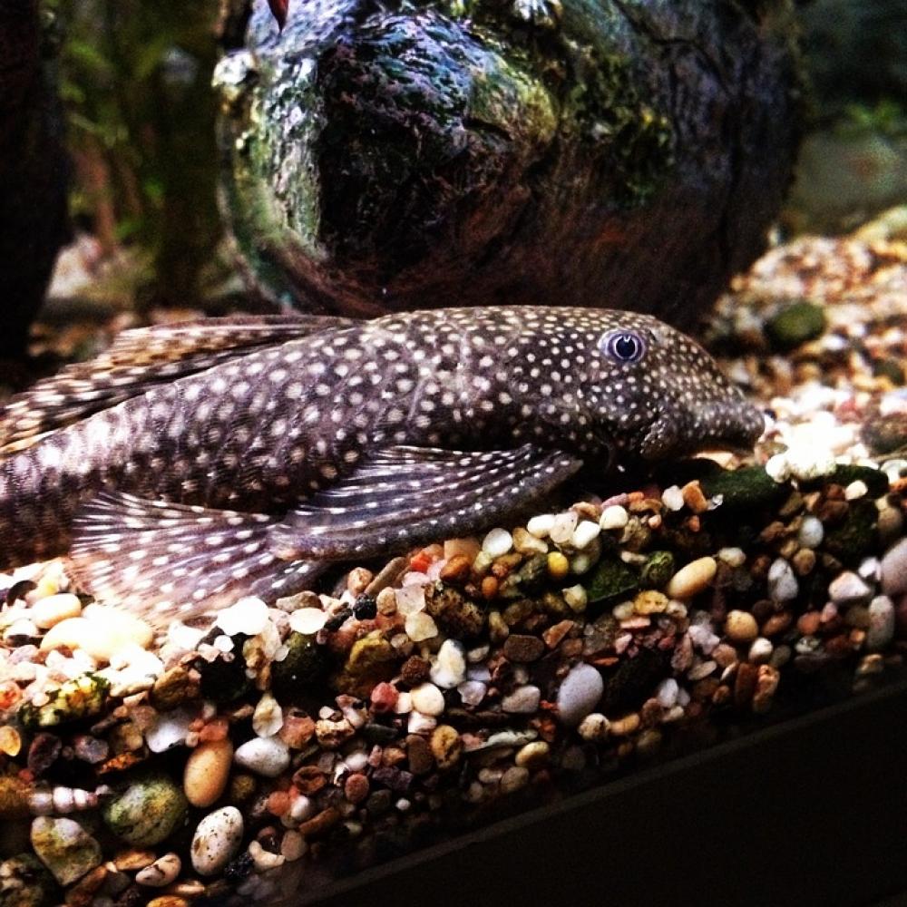 Fish Beard Catfish Ancistrus Aquarium Fish Pet Fish Beard Catfish Ancistrus Aquarium Fish Pet