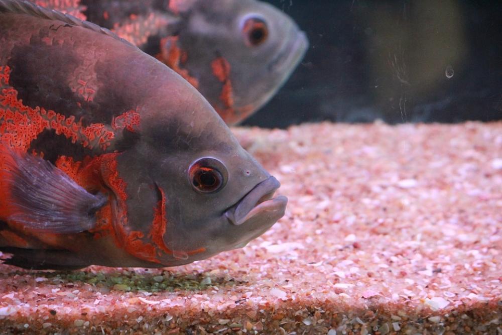 Fish Aquarium Fish Tank Aquarium Fish Gray Orange Fish Aquarium Fish Tank Aquarium Fish Gray Orange