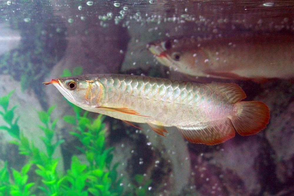 Fish Silver Fish Tank Aquarium Fish Silver Fish Tank Aquarium