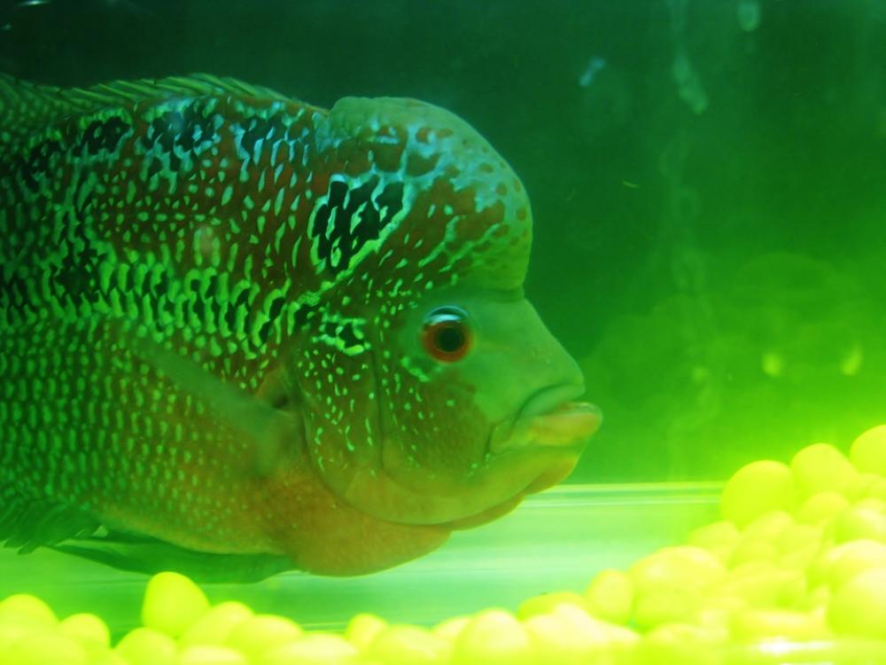Fish Green Aquarium Fish Tank Water Fish Green Aquarium Fish Tank Water