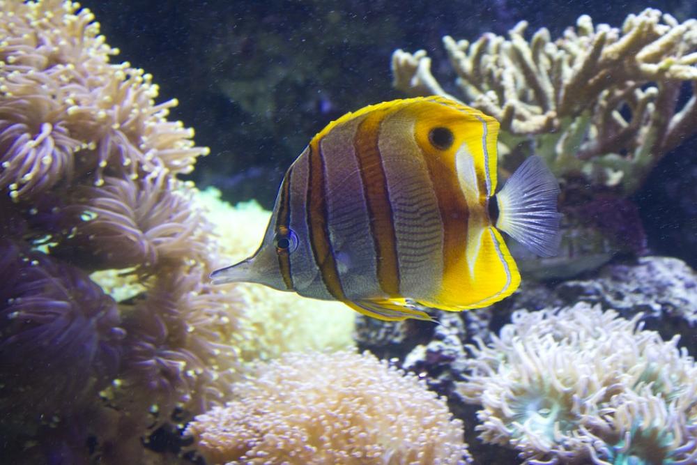 Fish Stripy Water Aqua Marine Underwater Sea Fish Stripy Water Aqua Marine Underwater Sea