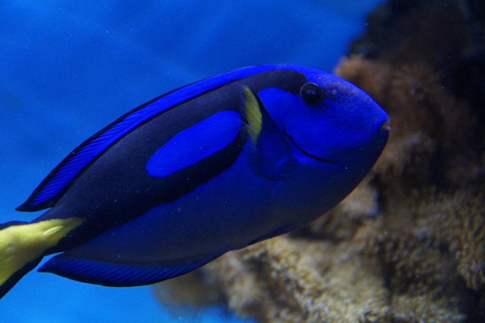 Fish Surgeonfish Blue Swim Aquarium Meeresbewohner Fish Surgeonfish Blue Swim Aquarium Meeresbewohner