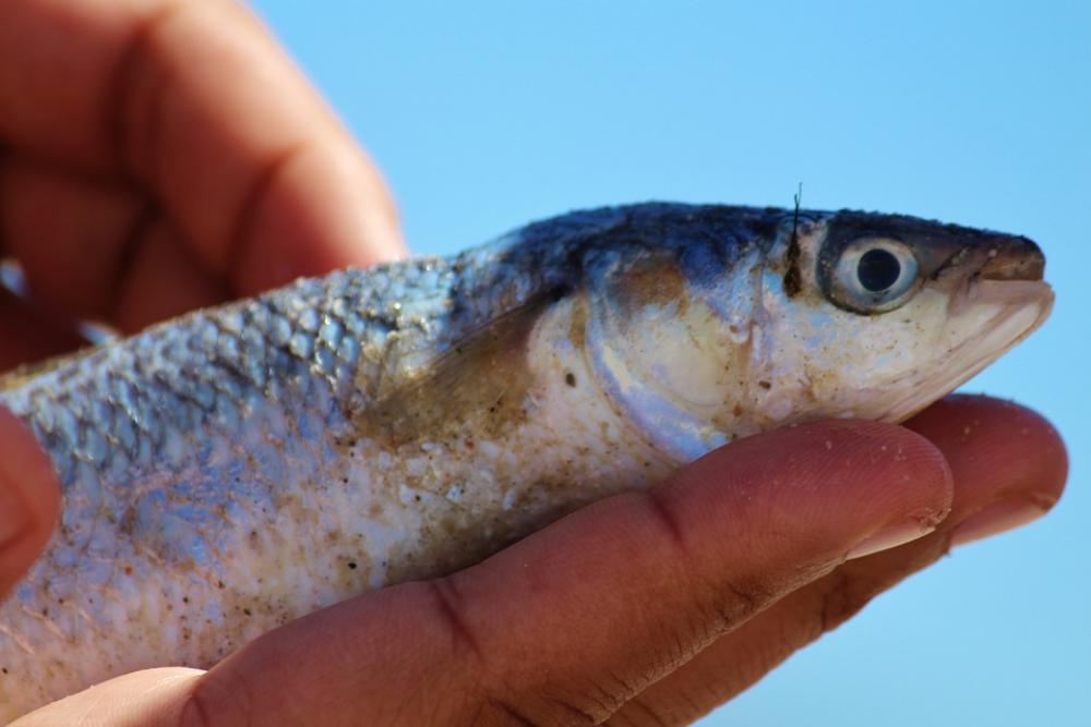 Fish Caught Fished Hand Fishing Fisherman Fish Caught Fished Hand Fishing Fisherman