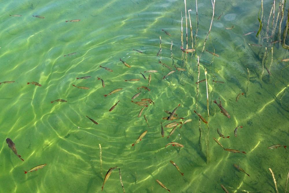 Fish Swarm Fish Water Waters Lake Fish Swarm Fish Water Waters Lake