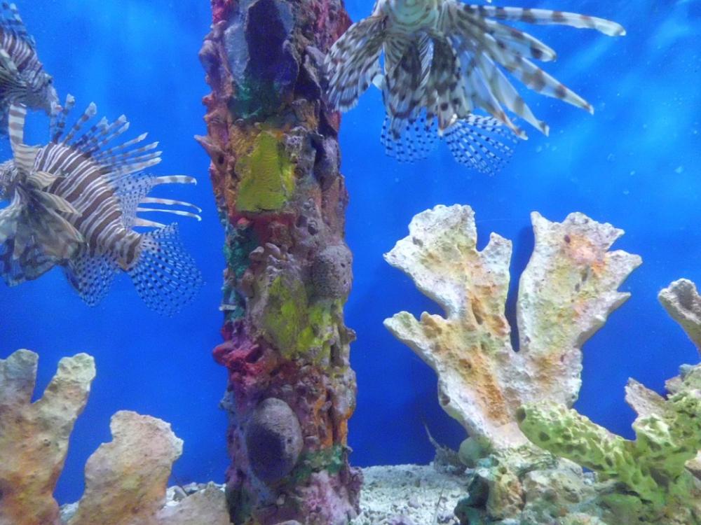 Fishes Poisonous Aquarium Fish Fishes Poisonous Aquarium Fish