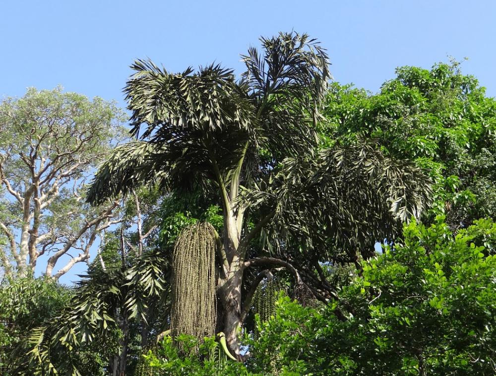 Fishtail Palm Caryota Urens Jaggery Palm Fishtail Palm Caryota Urens Jaggery Palm