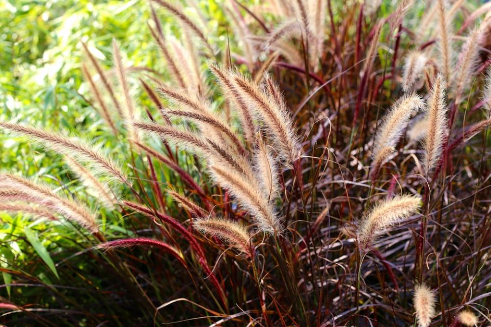 Fjärderborstgräs Grass Perennial Fjärderborstgräs Grass Perennial