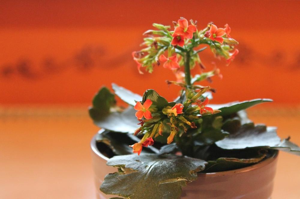 Flaming Käthchen Potted Plant Thick Sheet Greenhouse Flaming Käthchen Potted Plant Thick Sheet Greenhouse