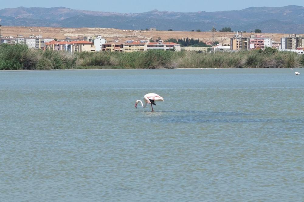 Flamingo Saline Quartu Sant'Elena Sardinia Water Flamingo Saline Quartu Sant'Elena Sardinia Water