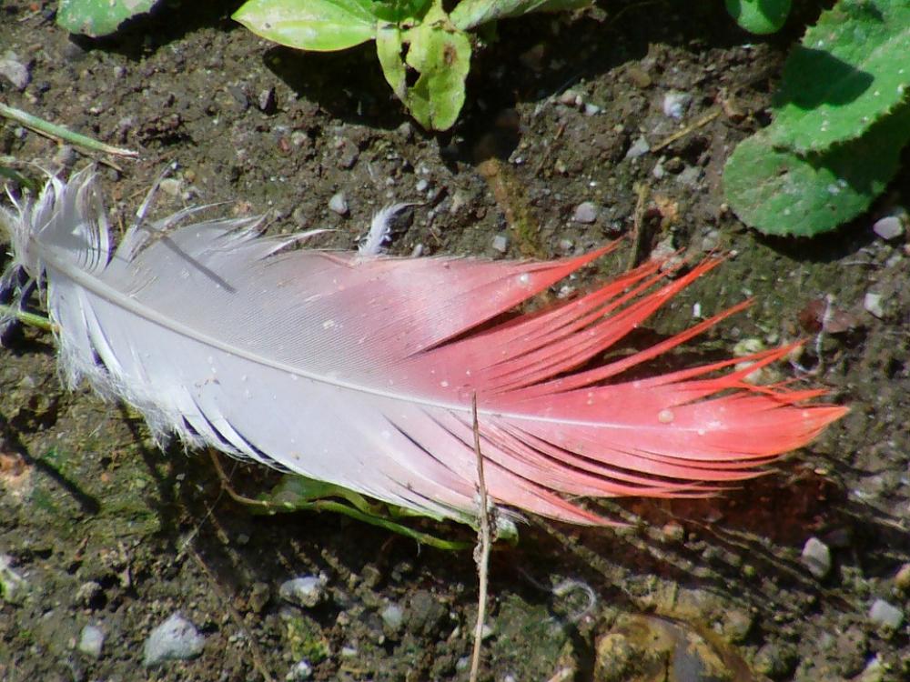 Flamingo Feather Flamingo Feather Pink Plumage Flamingo Feather Flamingo Feather Pink Plumage