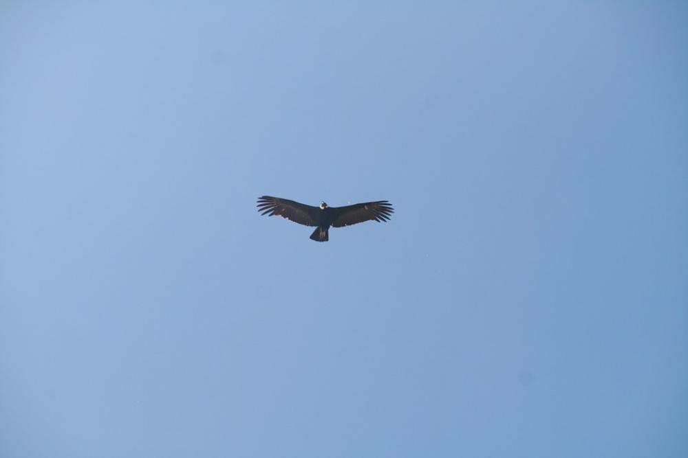 Flight Bird Ave Sky Wings Fly Flying Fauna Flight Bird Ave Sky Wings Fly Flying Fauna