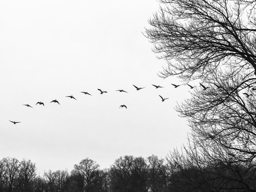Flock Flocking Geese Birds Birds Flying Waterfowl Flock Flocking Geese Birds Birds Flying Waterfowl