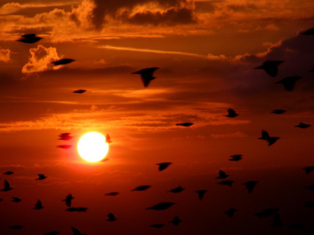 Flock Birds Birds Flying Sky Cloud Sunset East Flock Birds Birds Flying Sky Cloud Sunset East