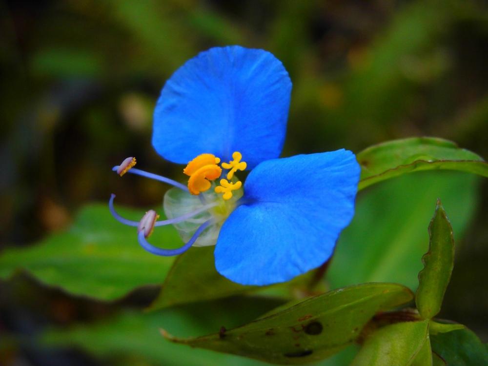 Flor Blue Nature Wild Garden Fragile Delicate Flor Blue Nature Wild Garden Fragile Delicate