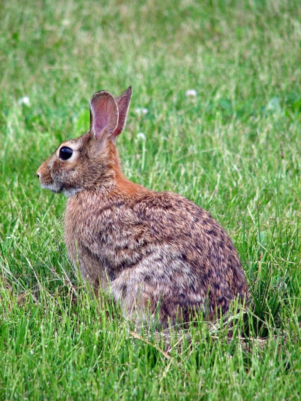 Floridanus Sylvilagus Animal Rabbit Bunny Animals Floridanus Sylvilagus Animal Rabbit Bunny Animals