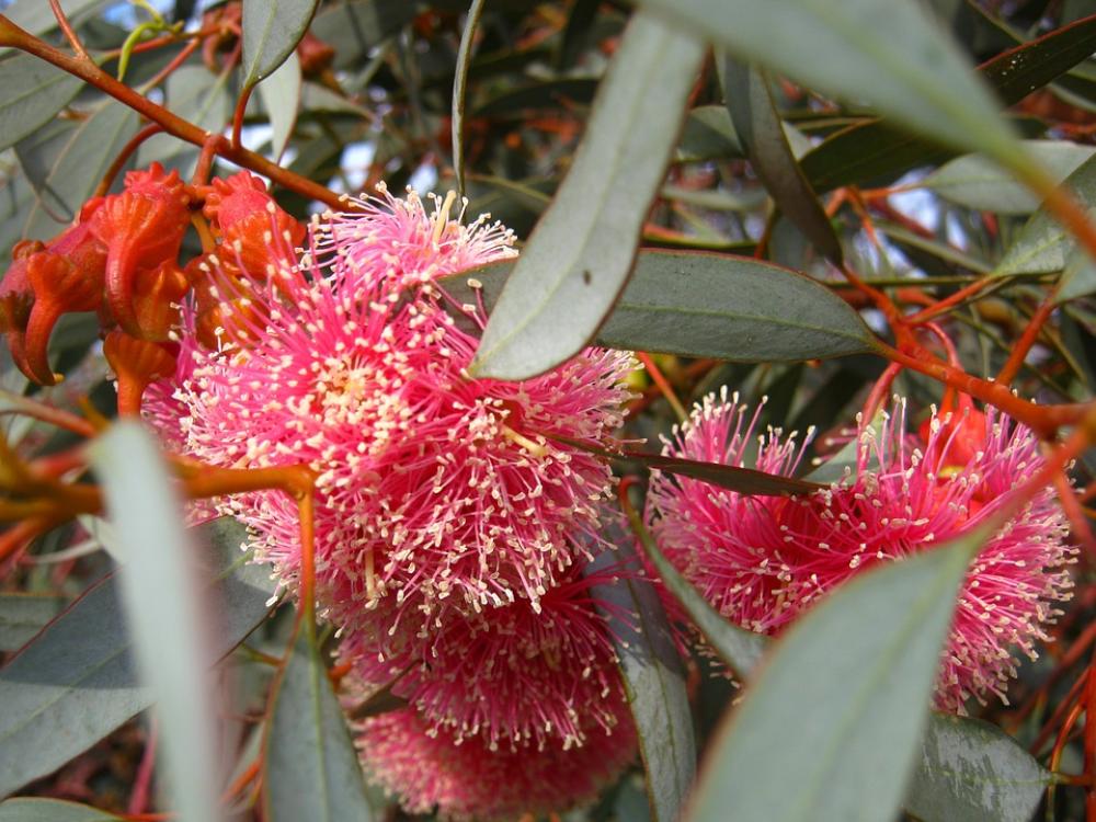 Blossom Bloom Eucalyptus Pink Blossom Bloom Eucalyptus Pink
