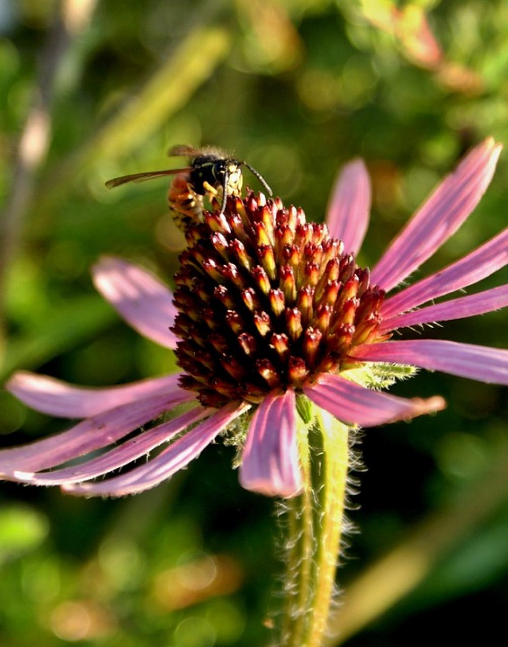 Flower Nature Bee Purple Purple Flowers Flower Nature Bee Purple Purple Flowers