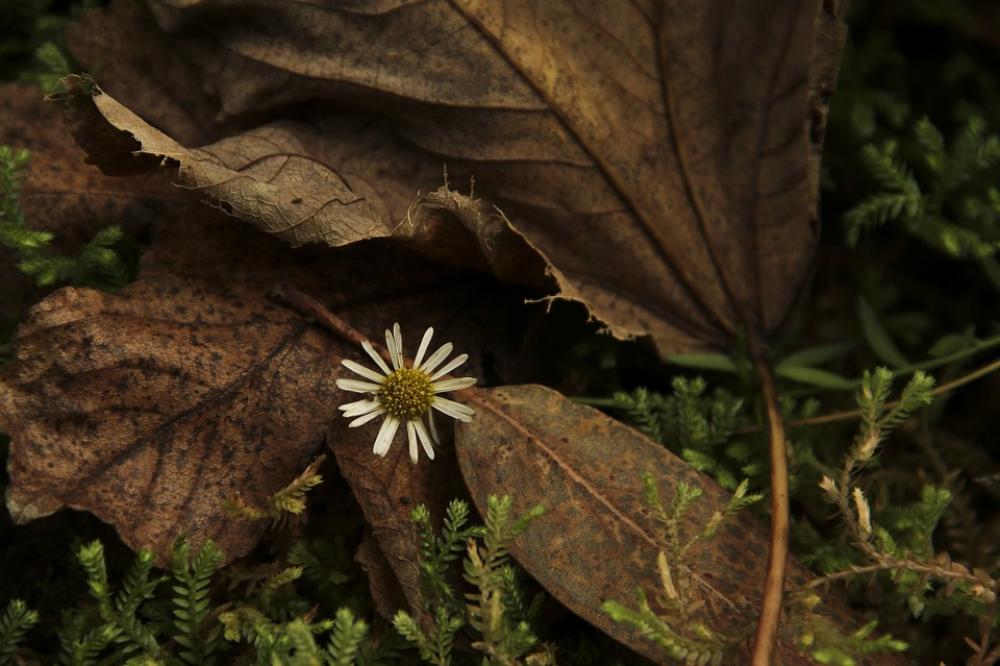 Flower Nature Sheet Flower Nature Sheet