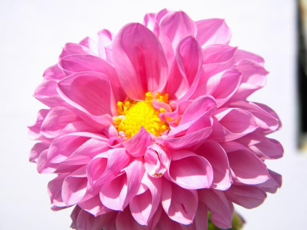 Flower Rosa Sunny Nature Details Flower Rosa Sunny Nature Details