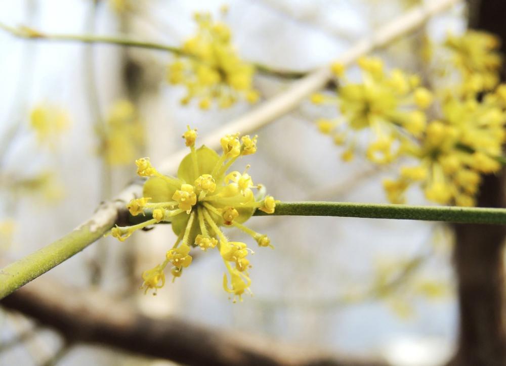 Blossom Bloom Flower Fruegling Yellow Color Blossom Bloom Flower Fruegling Yellow Color