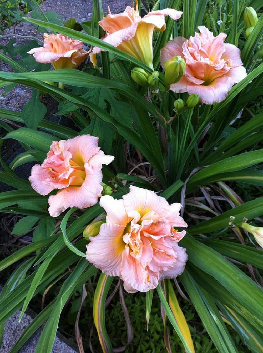 Flower Flowers Tiger Lilies Pink Coral Orange Flower Flowers Tiger Lilies Pink Coral Orange