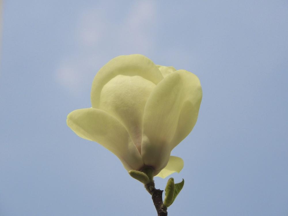 Flower White Blossom Bloom Sky Plant Nature Flower White Blossom Bloom Sky Plant Nature