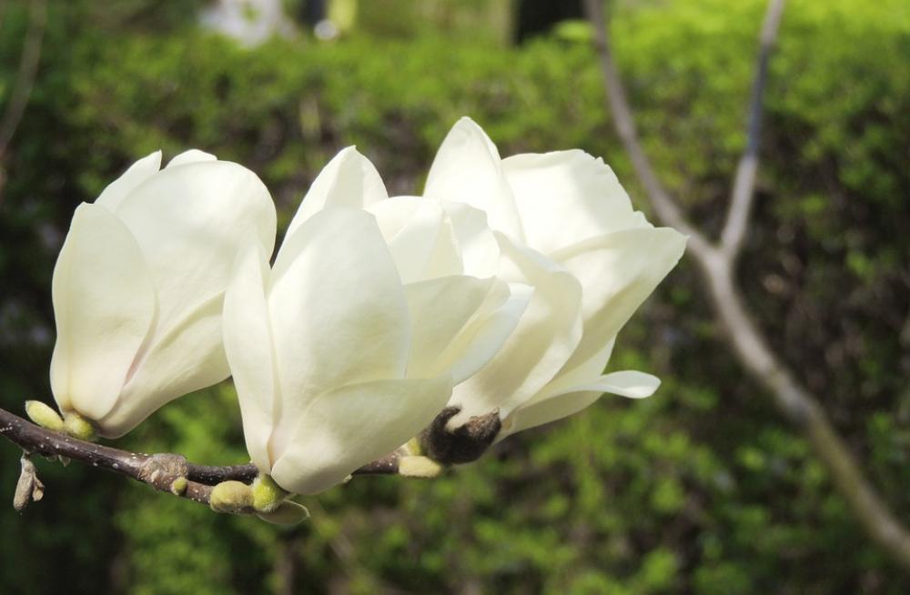 Flower White Blossom Bloom Plant Nature Spring Flower White Blossom Bloom Plant Nature Spring
