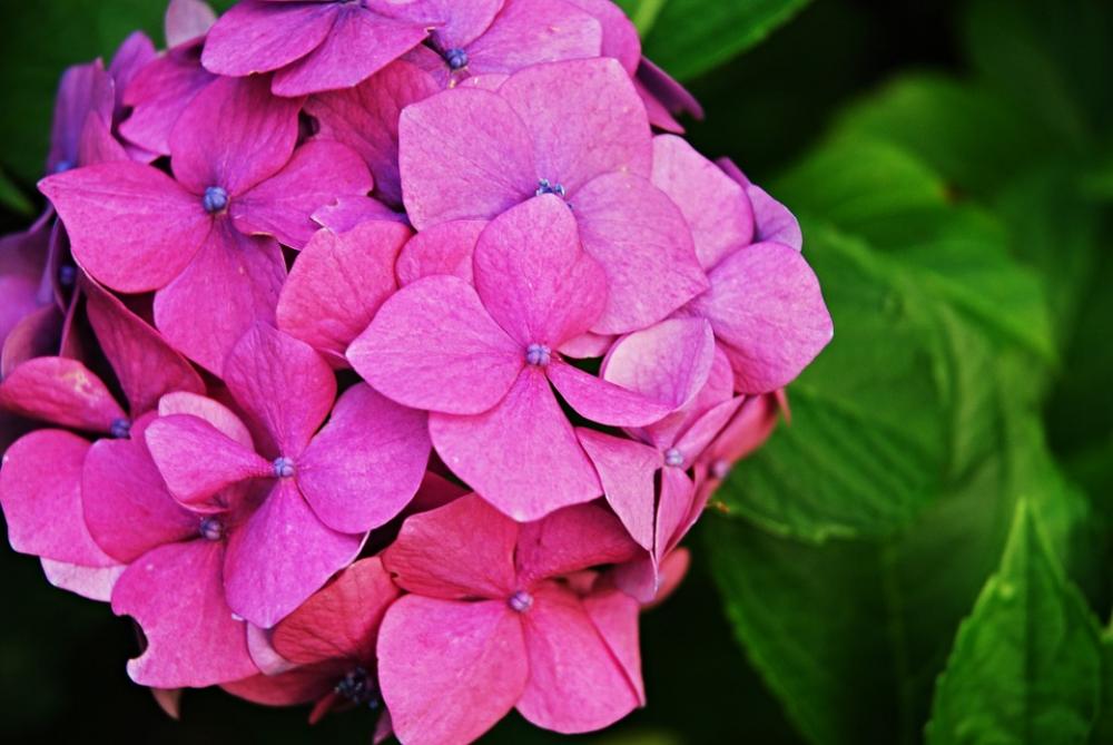 Flower Hydrangea Macro Ornamental Shrubs Flower Hydrangea Macro Ornamental Shrubs