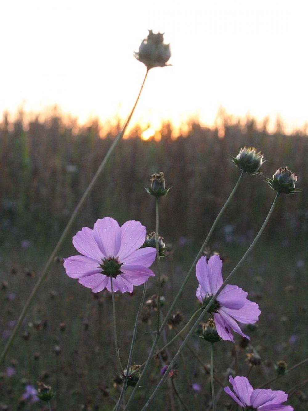Flower Dawn Awakening Violet Field Flower Dawn Awakening Violet Field