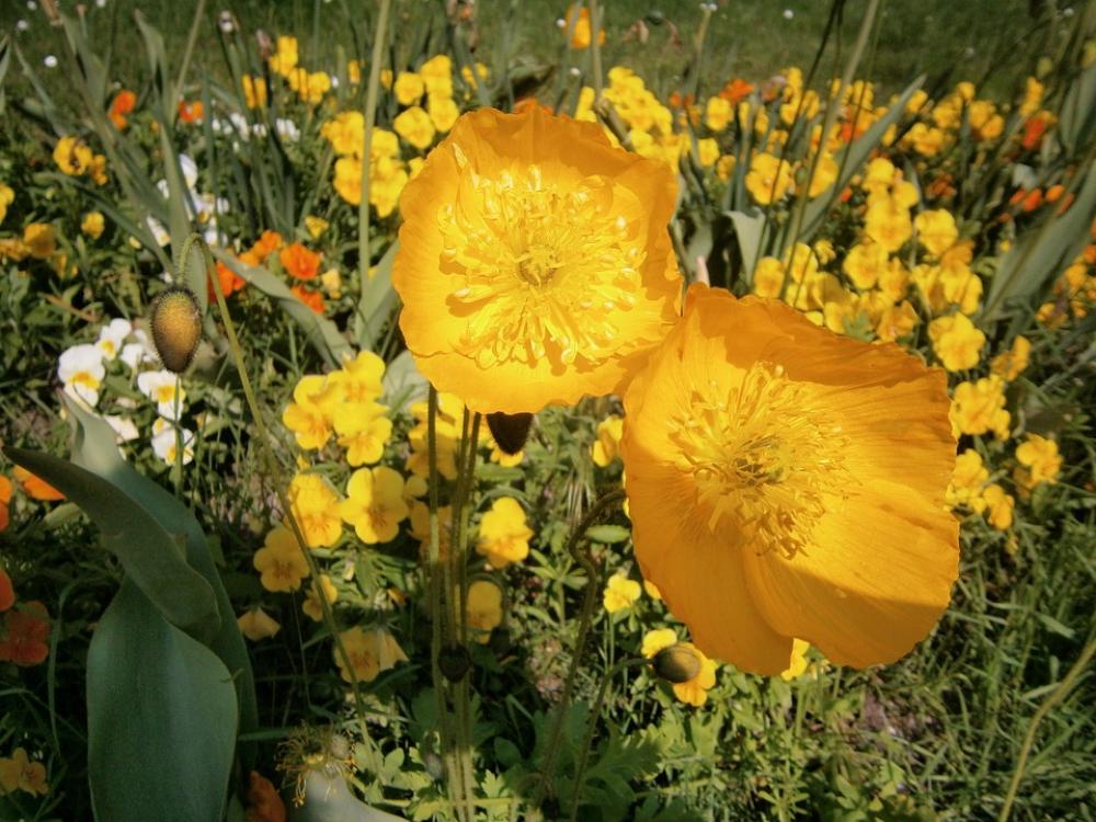 Flower Poppy Flower Yellow Macro Flower Poppy Flower Yellow Macro