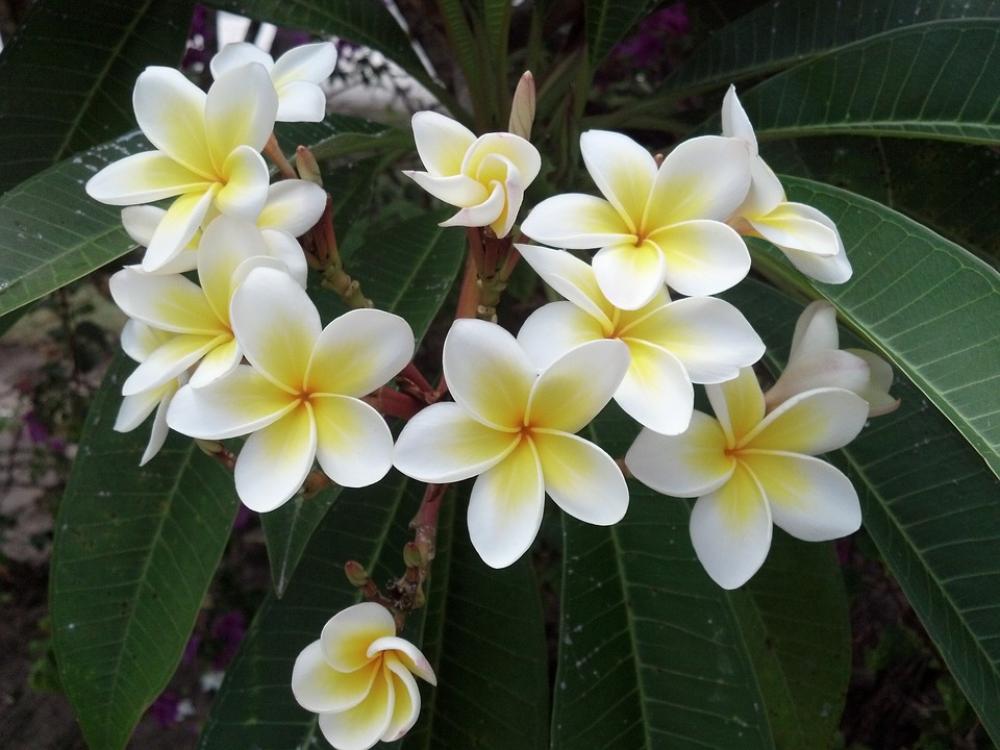 Flower Nature Green Spring Summer Flower Nature Green Spring Summer